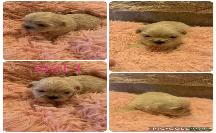 Shih Tzu dogs for sale - Advert 3