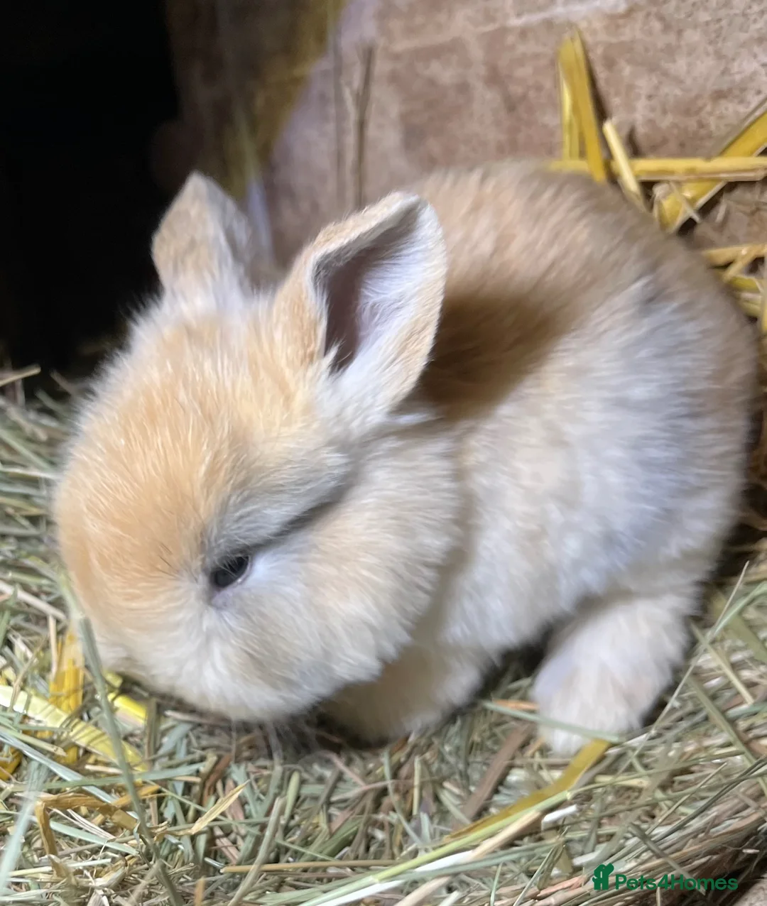 Mini Lop rabbits for sale: Baby Mini Lop Bunnies  - Advert 1