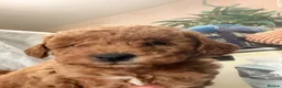 Maltipoo dogs for sale: MALTIPOOS RED  - Advert 13