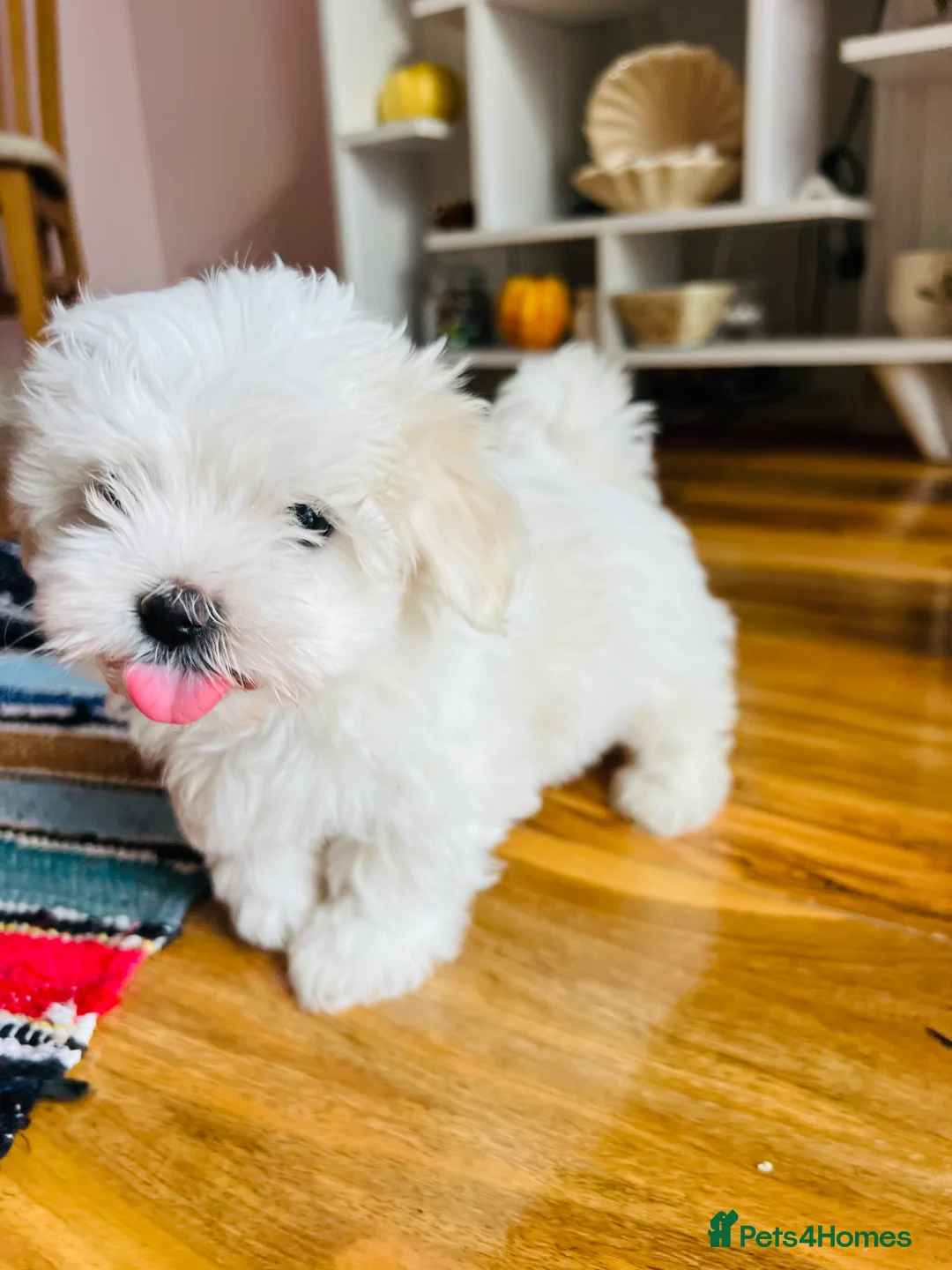 Maltese dogs for sale: Bichon Maltese puppies for sale in Romford - Advert 4