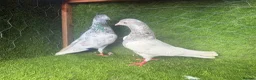 Pigeons birds for sale: Strong Breeding Pigeon Pairs – £70 Per Pair - Advert 8