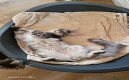 Maine Coon cats for sale: Pure maine coon kittens - Image 22