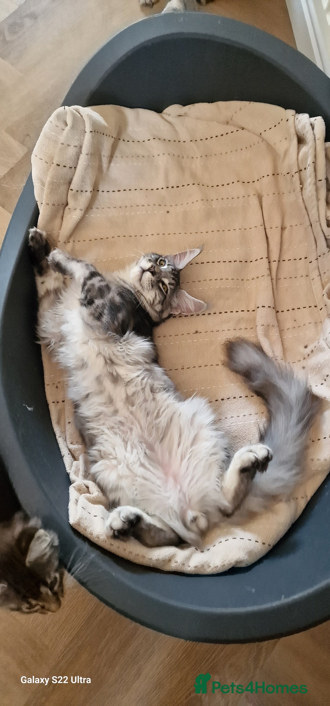 Maine Coon cats for sale: Pure maine coon kittens - Image 22
