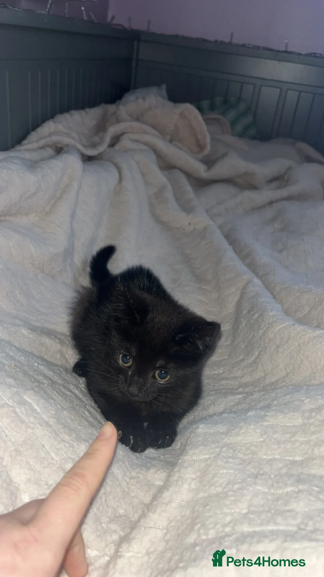 British Shorthair cats for sale: Rolo, 5 Months old in Mansfield - Advert 2