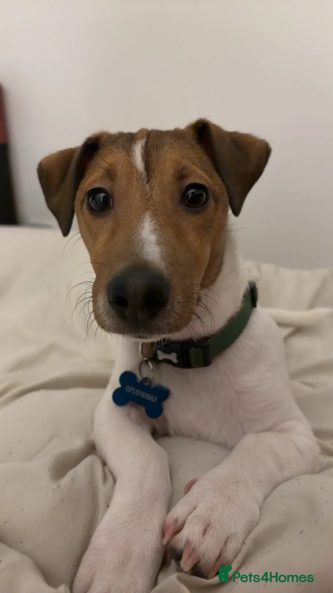 Jack Russell dogs for sale: Rocky the Jack russell - Advert 1