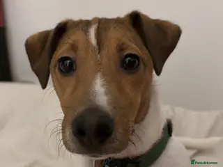 Jack Russell dogs Rocky the Jack russell - Advert 1