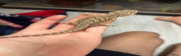 Bearded Dragon reptiles for sale: Baby bearded dragons READY NOW - Advert 6
