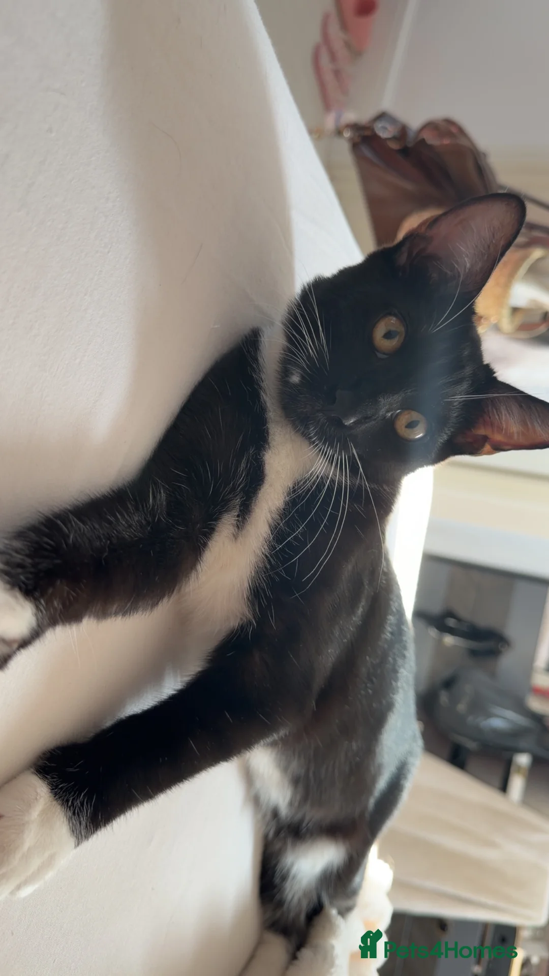 Mixed Breed cats for sale: Loving Black & White Cat Looking for a New Home 🐾 in London - Advert 2