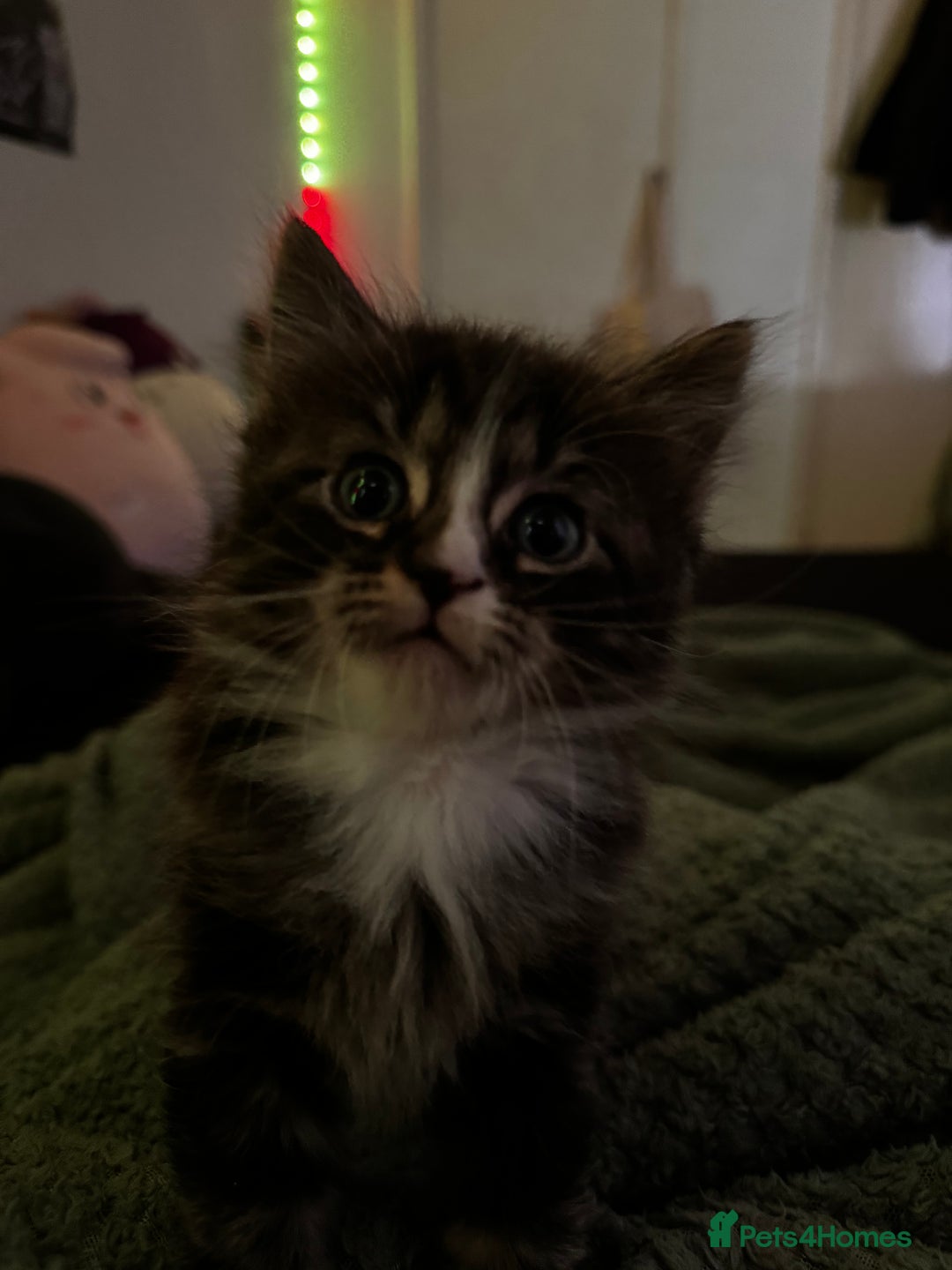 Mixed Breed cats for sale: The cutest Mixed Kittens - Image 10