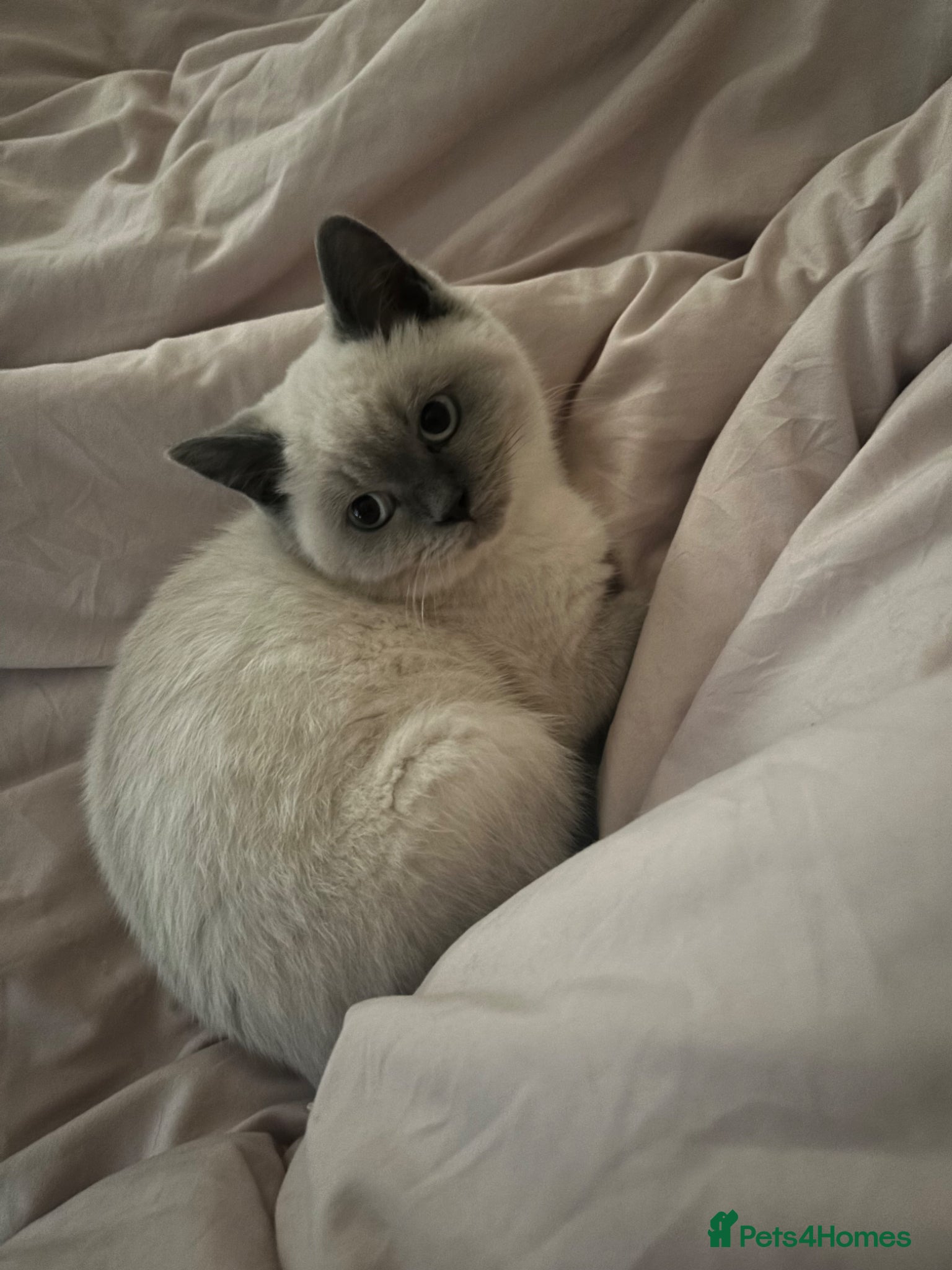 British Shorthair cats Blue Point British Short Hair kitten  - Advert 3