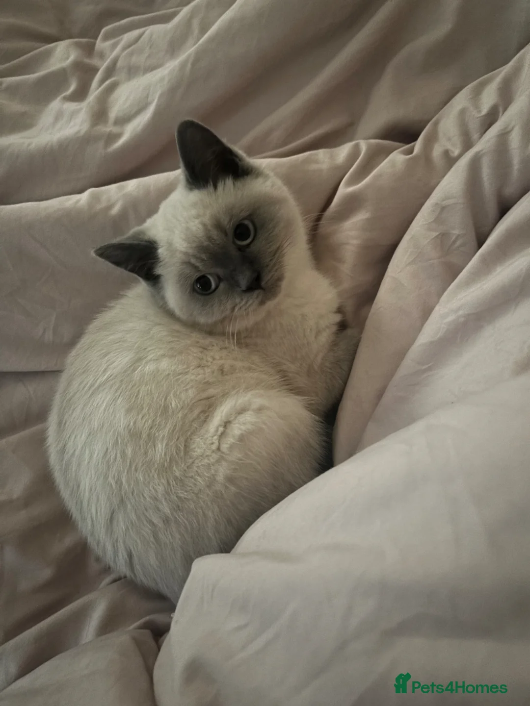 British Shorthair cats for sale: Blue Point British Short Hair kitten  - Advert 1