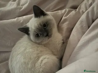 British Shorthair cats Blue Point British Short Hair kitten - Advert 13