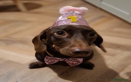 Miniature Dachshund dogs for sale: Dachshund Sad Rehome  - Image 8