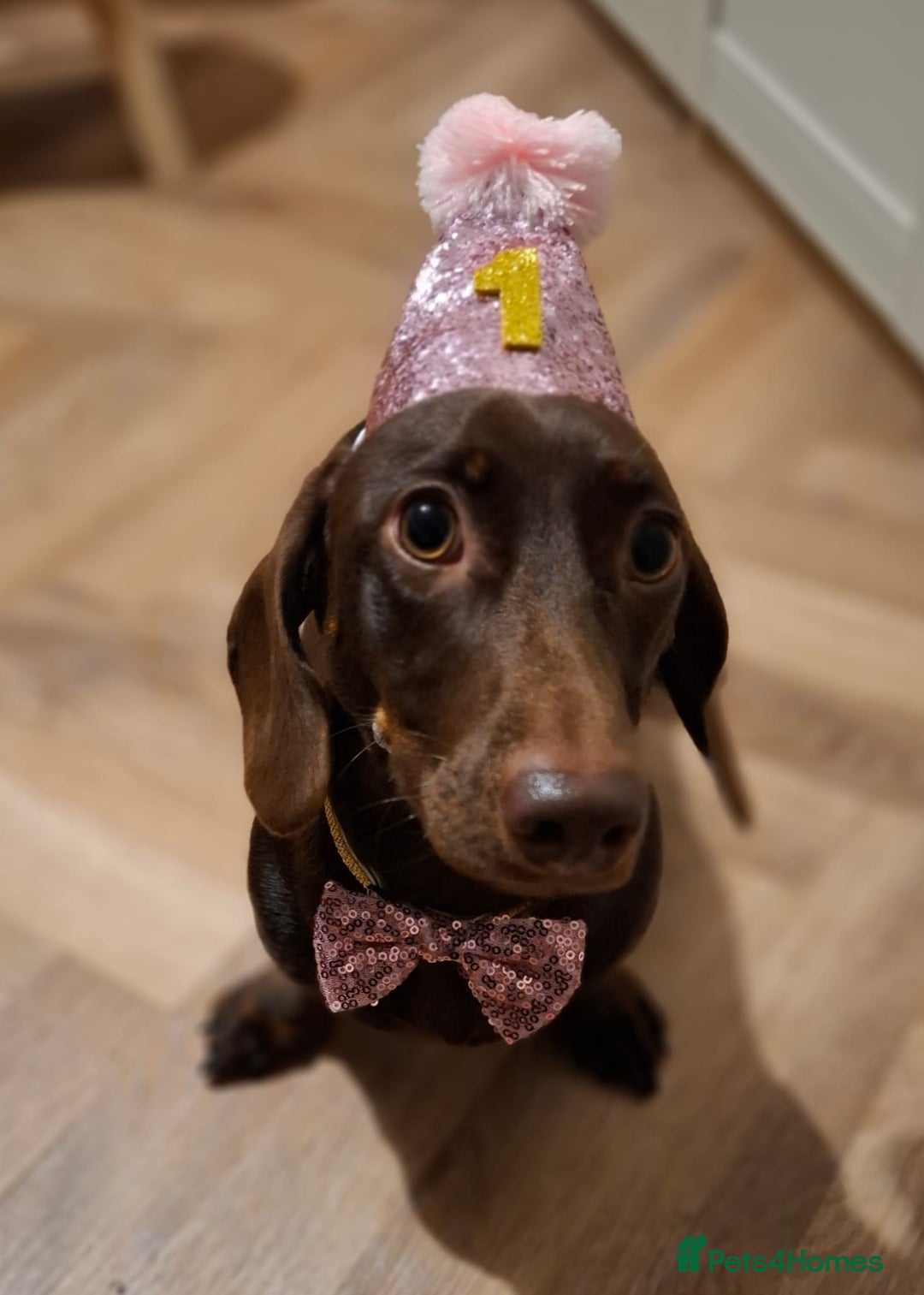 Miniature Dachshund dogs for sale: Dachshund Sad Rehome  - Image 8