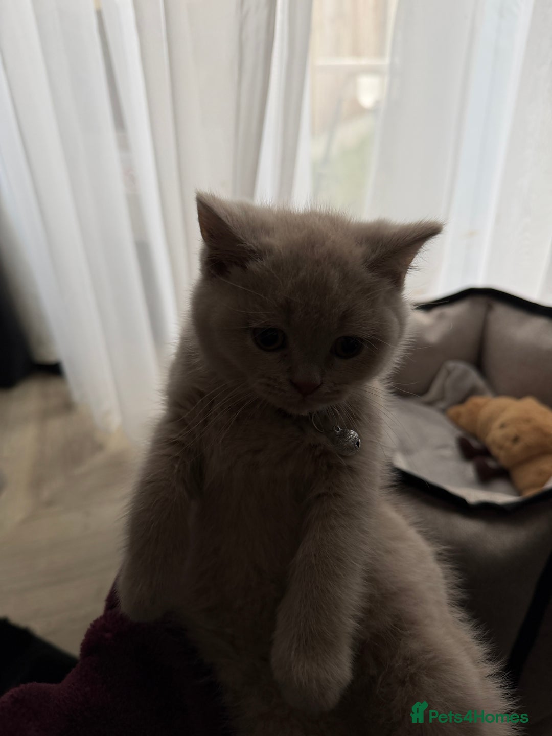 British Shorthair cats for sale: Lilac British Shorthair  - Advert 8