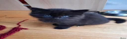 Mixed Breed cats for sale: 3 Adorable Black Kittens looking for Home - Advert 8