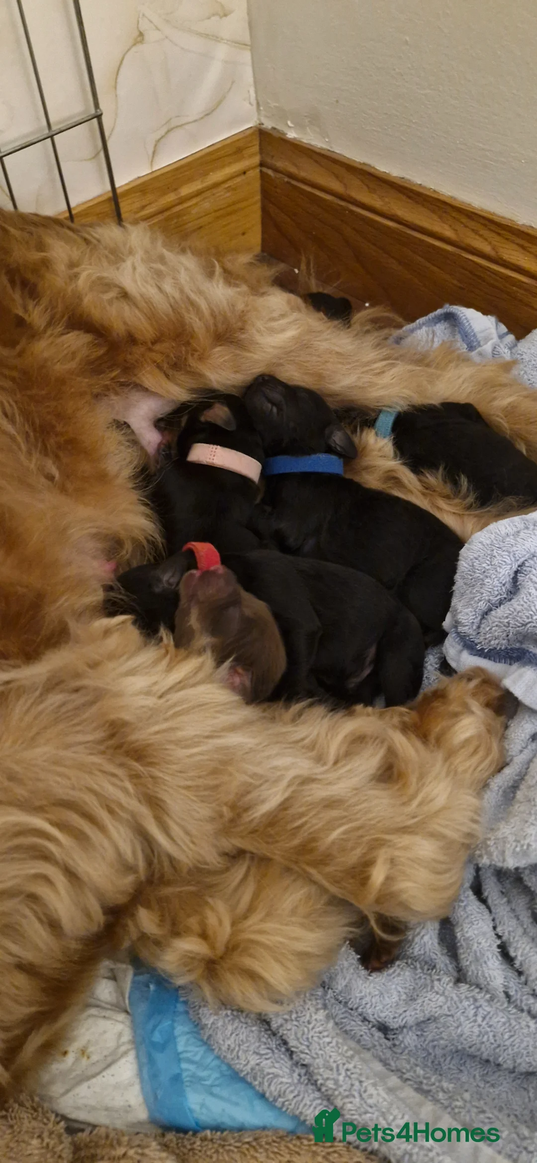 Mixed Breed dogs for sale: Cavapoo × cockapoo - Advert 36