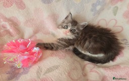 Maine Coon cats for sale: Gccf Maine Coon kittens  shaded lines - Image 1
