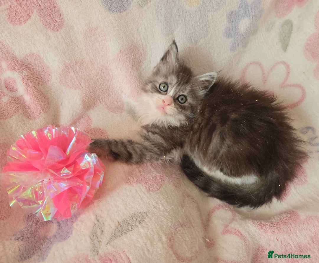 Maine Coon cats for sale: Gccf Maine Coon kittens  shaded lines - Image 1