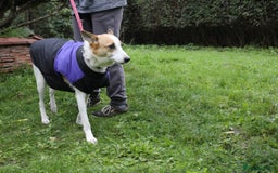 Mixed Breed dogs for adoption: 💖🐶 ALAYA 🐶💖 - Image 33