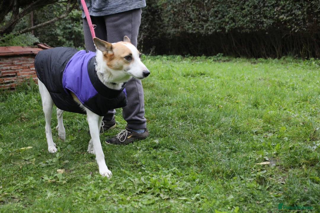 Mixed Breed dogs for adoption: 💖🐶 ALAYA 🐶💖 - Image 33