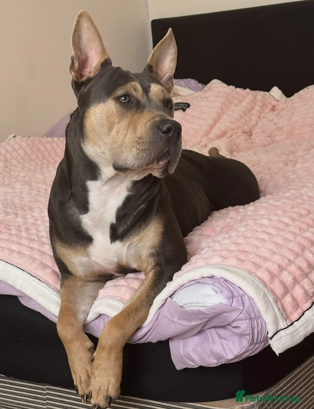 Mixed Breed dogs for sale: 1.6‑year‑old female, half Mastiff, half Staffy - Advert 2