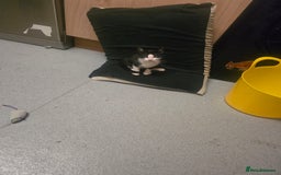 Mixed Breed cats for sale: Kittens for sale - Image 4