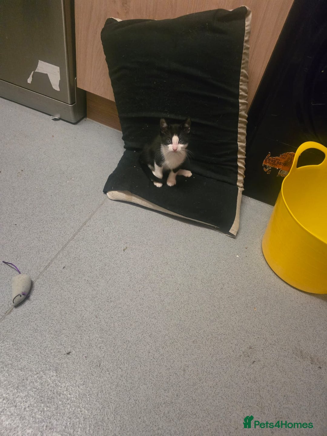 Mixed Breed cats for sale: Kittens for sale - Image 4