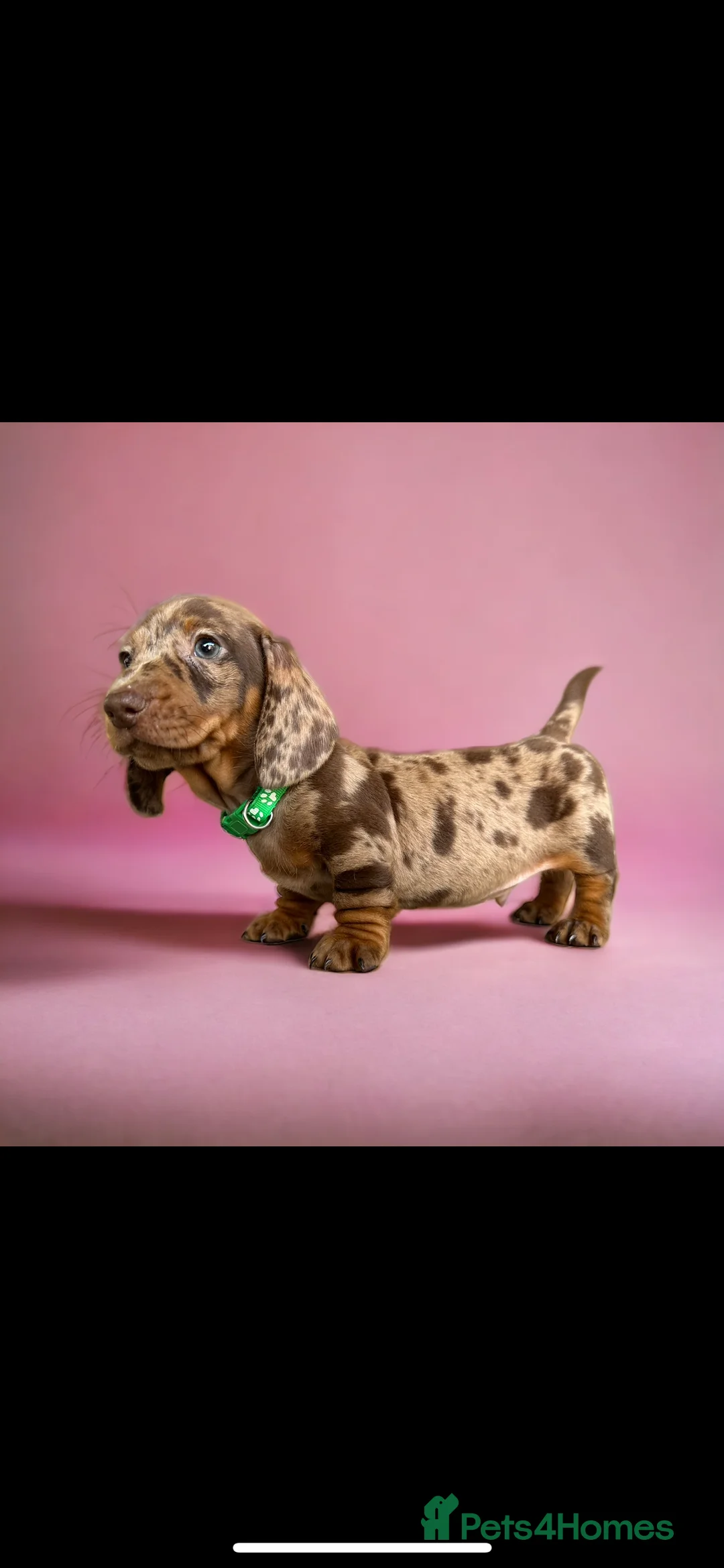 Miniature Dachshund dogs for stud: SHOW LINE CHAMP Bred Choc Dapple Mini Dachshund  in Manchester - Advert 10
