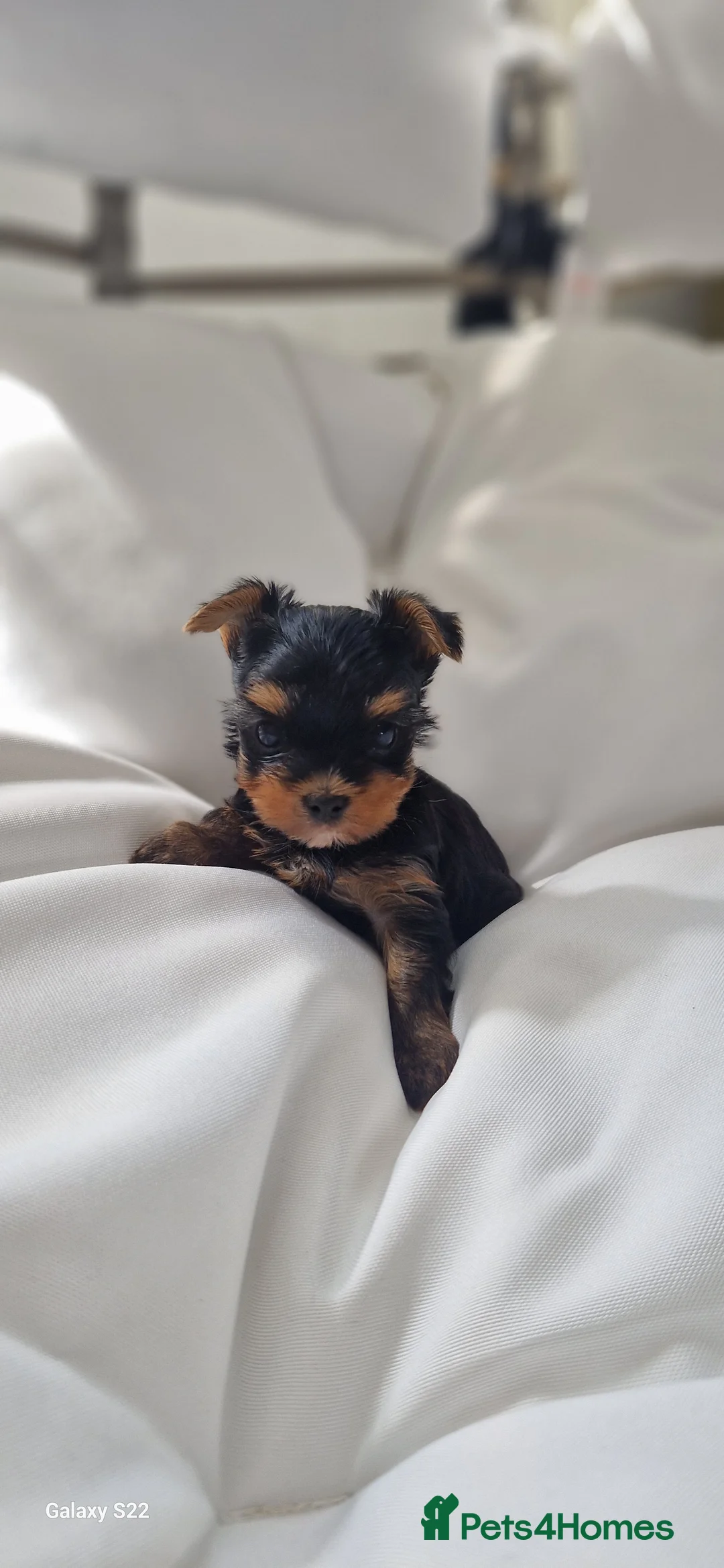Yorkshire Terrier dogs for sale: Yorkshire Terrier Puppys  - Advert 2