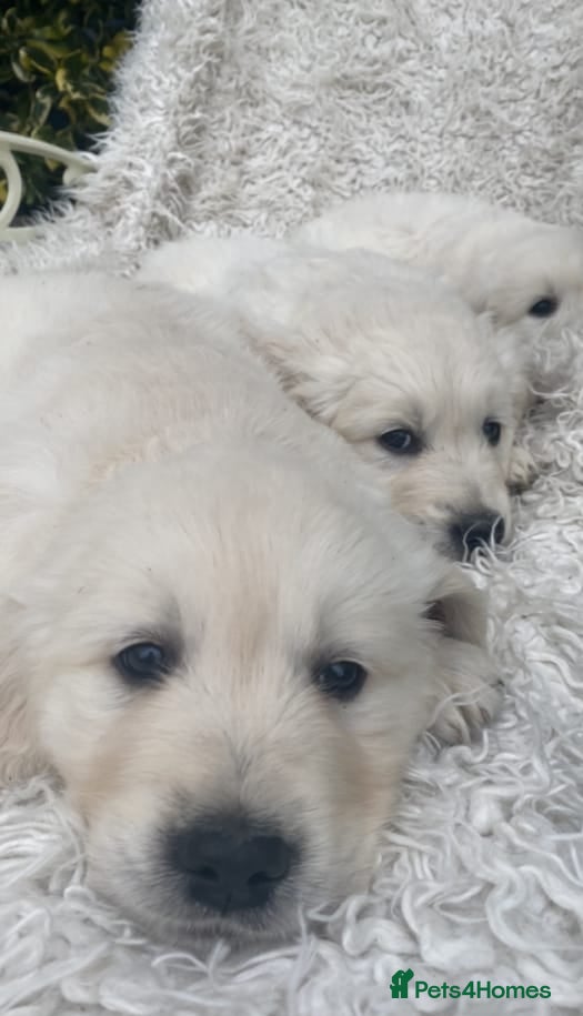 Golden Retriever dogs for sale: Golden retriever puppies ready today - Advert 3
