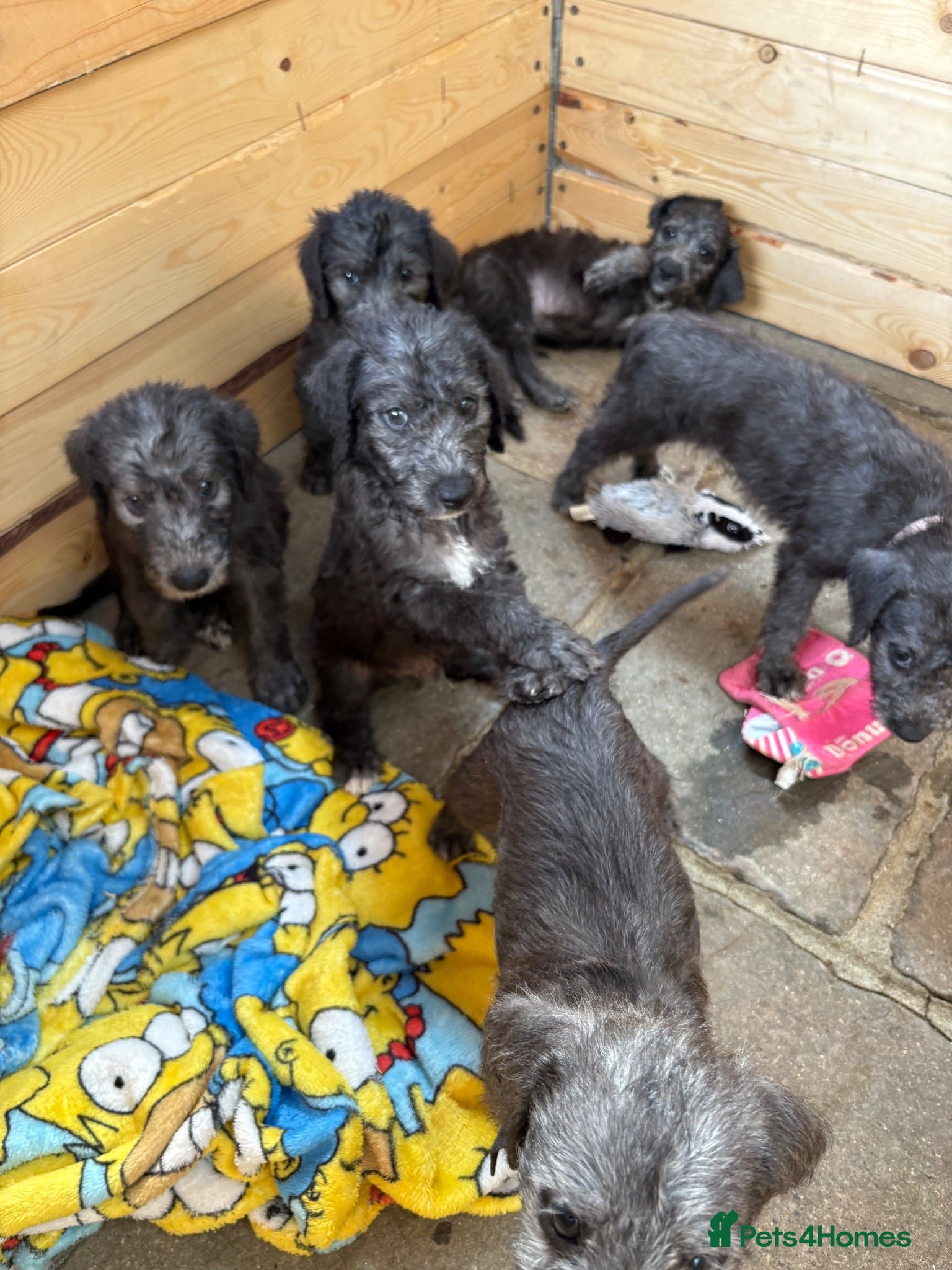 Bedlington Terrier dogs Bedlington terriers - Advert 1