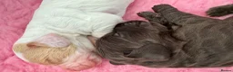 Cocker Spaniel dogs for sale: WCS Puppies from health tested KC Parents  - Advert 7