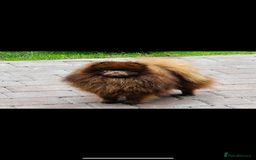 Pomeranian dogs for sale: Pomeranian puppy 🐶  - Image 8