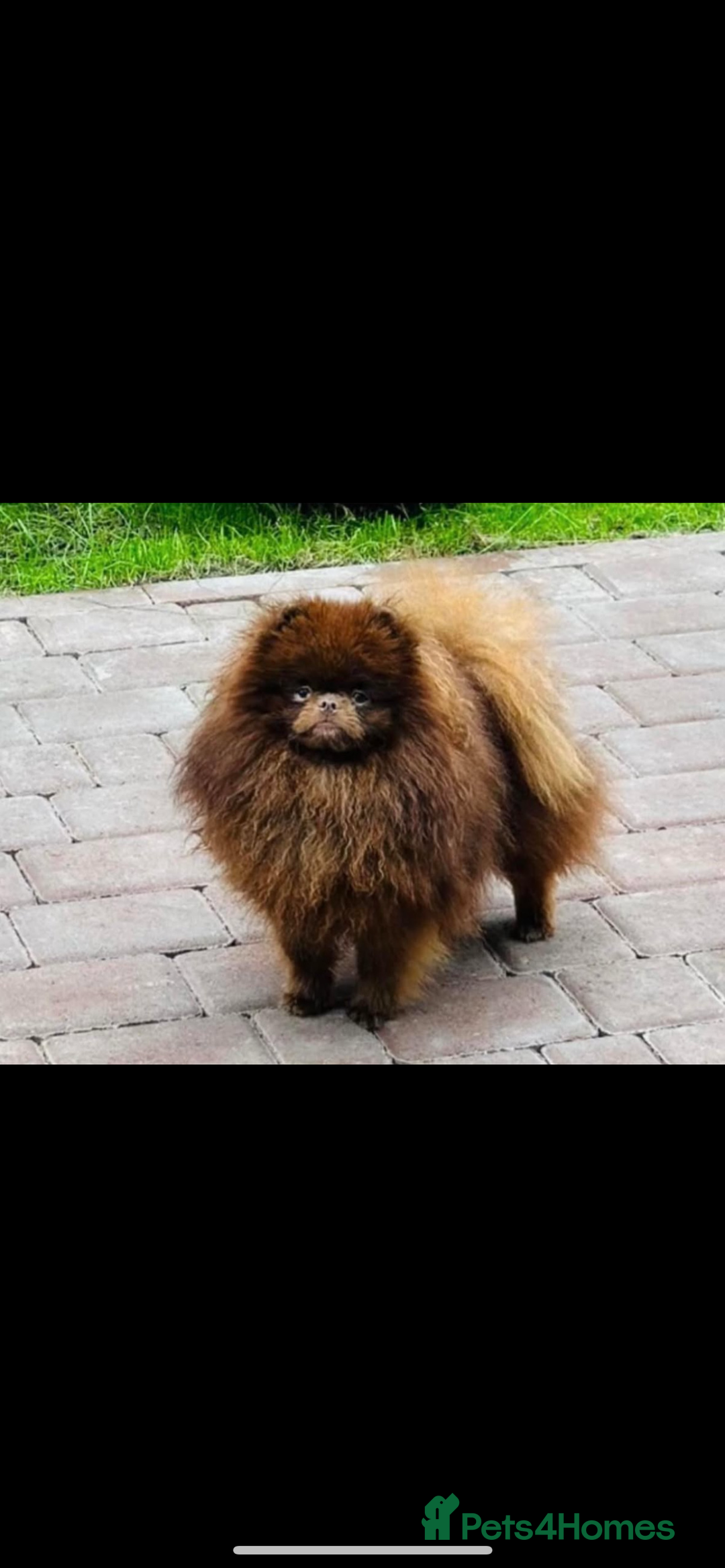 Pomeranian dogs for sale: Pomeranian puppy 🐶  - Image 8