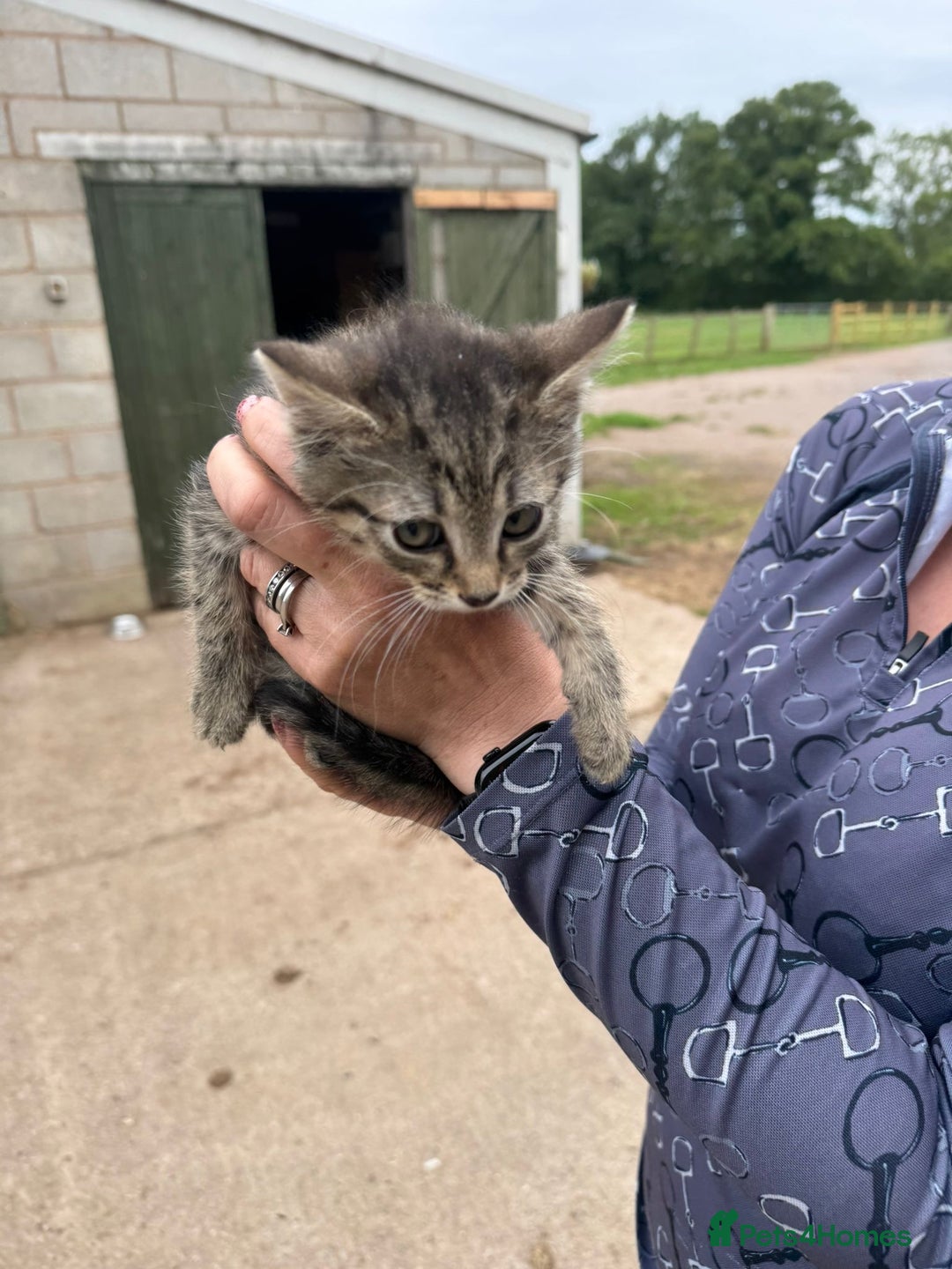 Mixed Breed cats for sale: Beautiful litter of tiny kittens  - Image 6