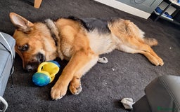 German Shepherd dogs for sale: 2 yr old male German shepherd  - Image 5