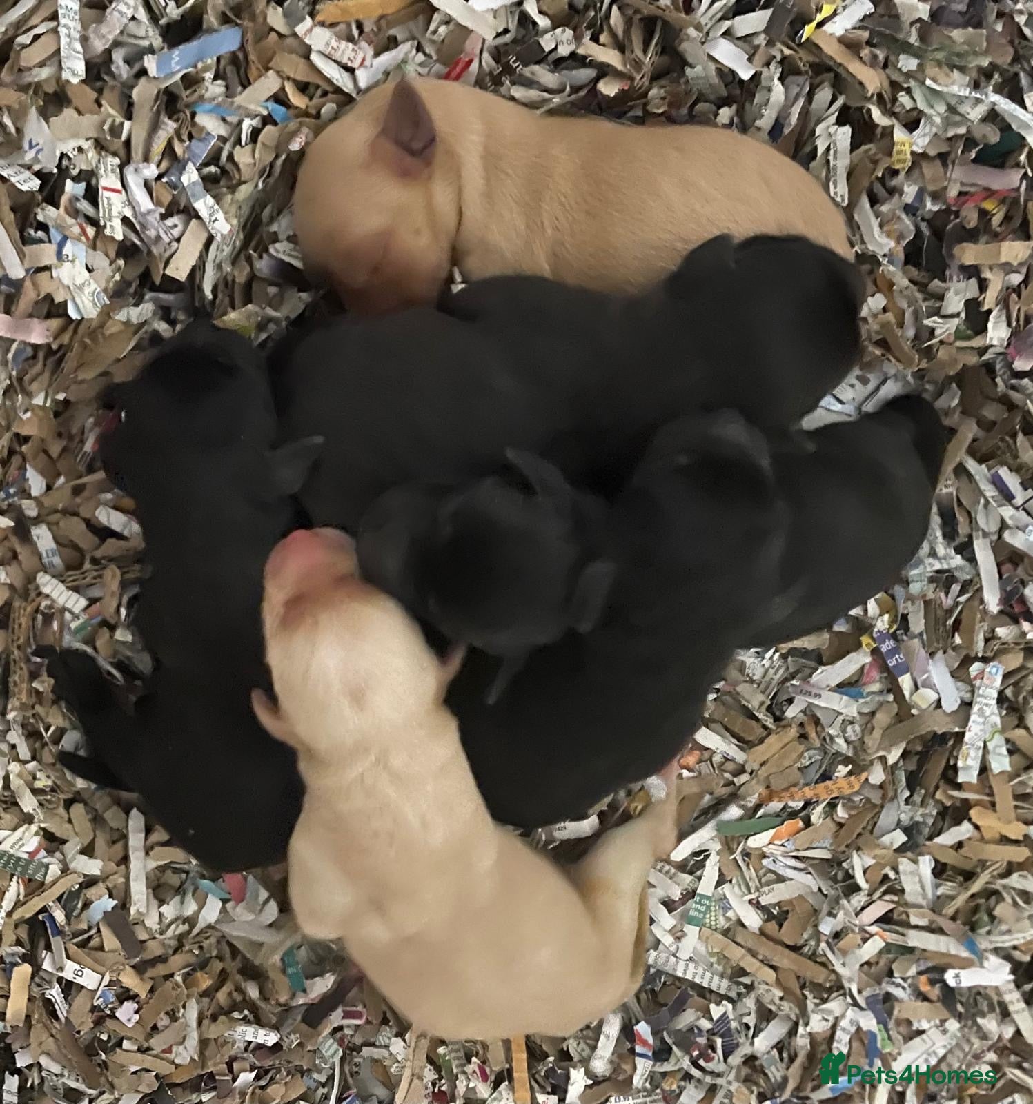 Labrador Retriever dogs KC Reg DNA Clear Pups from Health Tested Parents - Advert 2