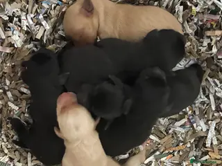 Labrador Retriever dogs KC Reg DNA Clear Pups from Health Tested Parents - Advert 2