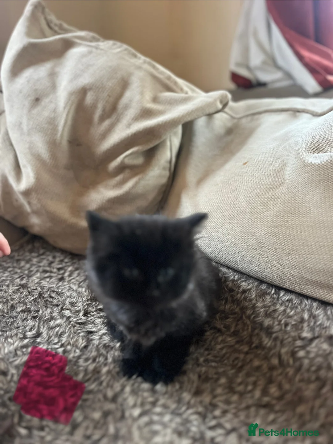 Mixed Breed cats for sale: Black kittens  - Advert 5