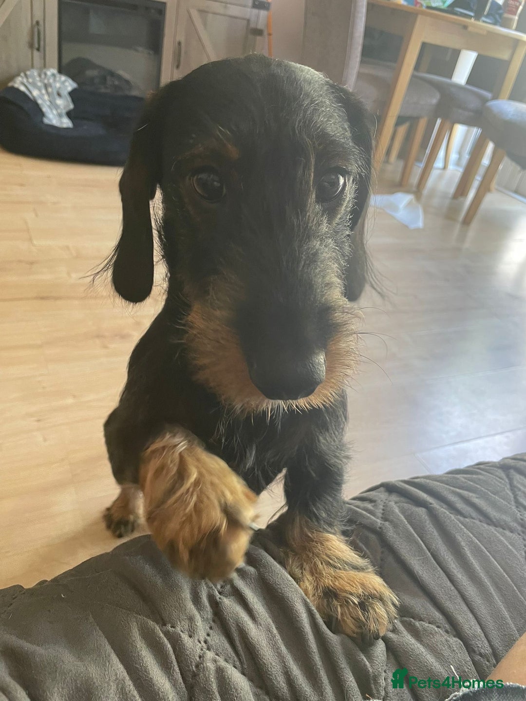 Dachshund dogs for sale: 14 month old long hair Dachshund  - Image 3