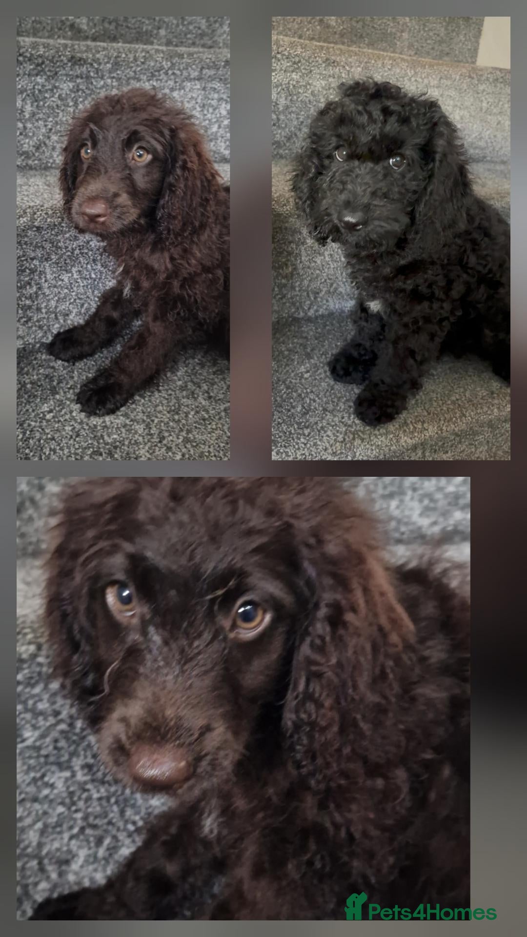 Cockapoo dogs Full Vaccinations READY NOW Show Cockapoo F1b - Advert 1