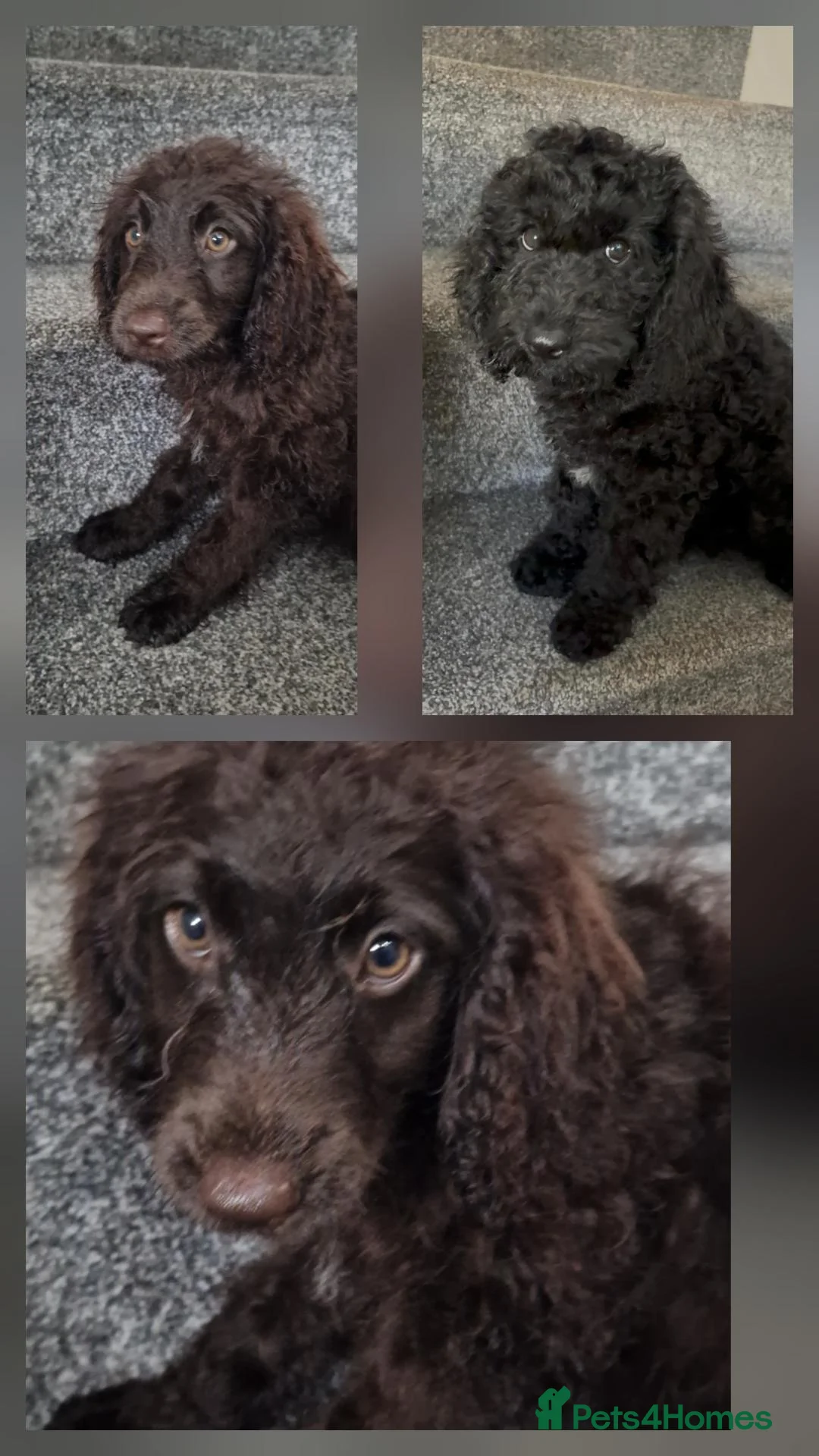 Cockapoo dogs for sale: Full Vaccinations READY NOW Show Cockapoo F1b - Advert 1