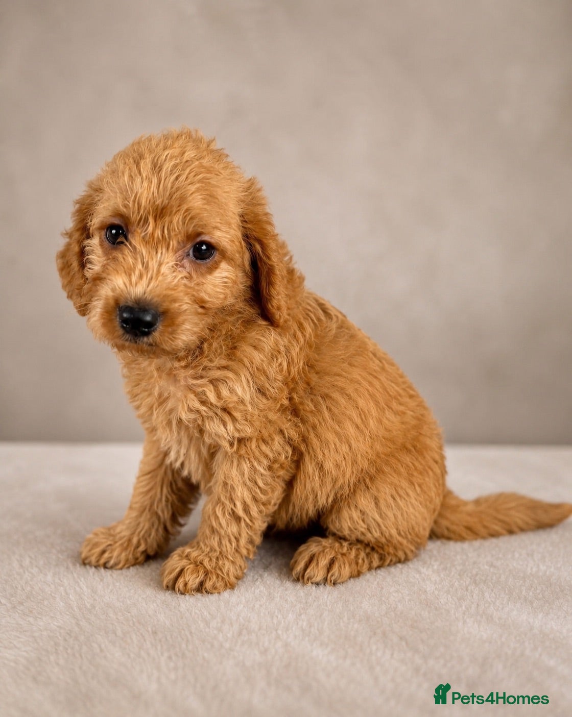 Labradoodle dogs Labradoodles ready to leave now!!  - Advert 3