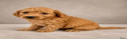 Labradoodle dogs for sale: Labradoodles ready to leave now!!  - Advert 4