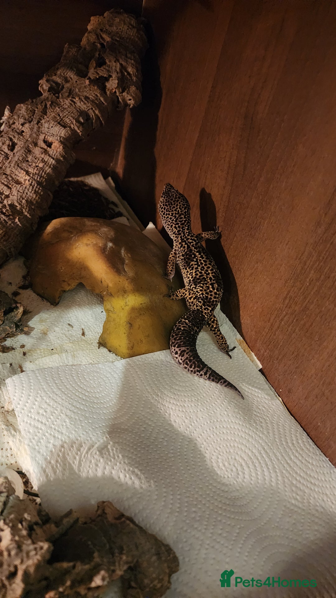 Leopard Gecko reptiles for sale: Handsome male Leopard Gecko. - Advert 15