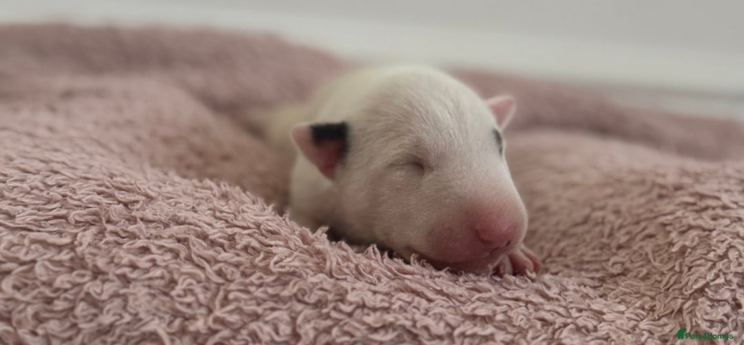 English Bull Terrier dogs for sale: 🏆CH Bloodlines Top Quality English Bull Terriers  - Image 2