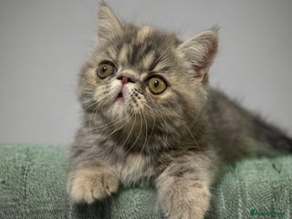 Persian cats ⭐️ Exceptional Persian x Exotic Kittens ⭐️ - Advert 15