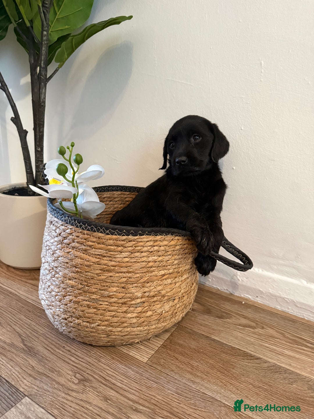 Labrador Retriever dogs for sale: Labrador pups for sale  - Advert 34