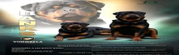 Rottweiler dogs for sale: PREGNANCY CONFIRMED — WAITING LIST NOW OPEN - Advert 10